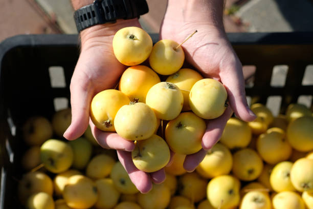 istock yellow apples in male hands 1789080399