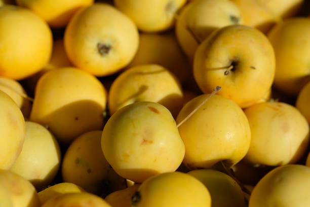 istock several yellow ripe apples close-up 1789081452