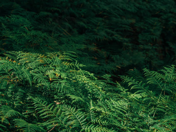 istock Closeup view on fern leaves in forest 1789083008