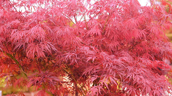 japanese maple or weeping Red Japanese lace Leaf Maple, botanical name Acer Palmatum.