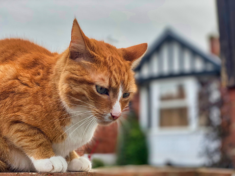 Photograph of a ginger cat sitting on a garden wall