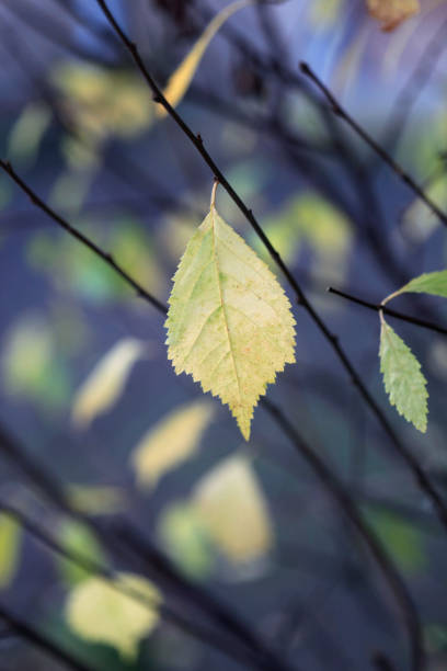 istock Colorful autumn leaves on nature background 1789089898