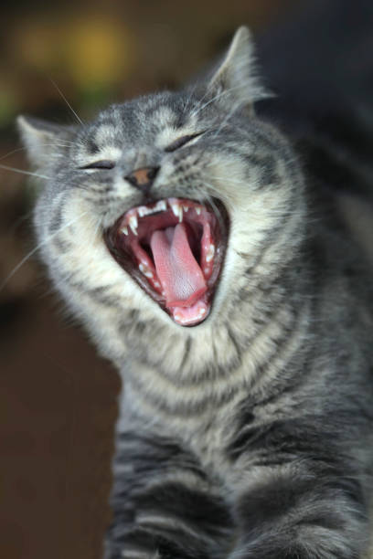 istock Portrait of cute wild cat 1789089908