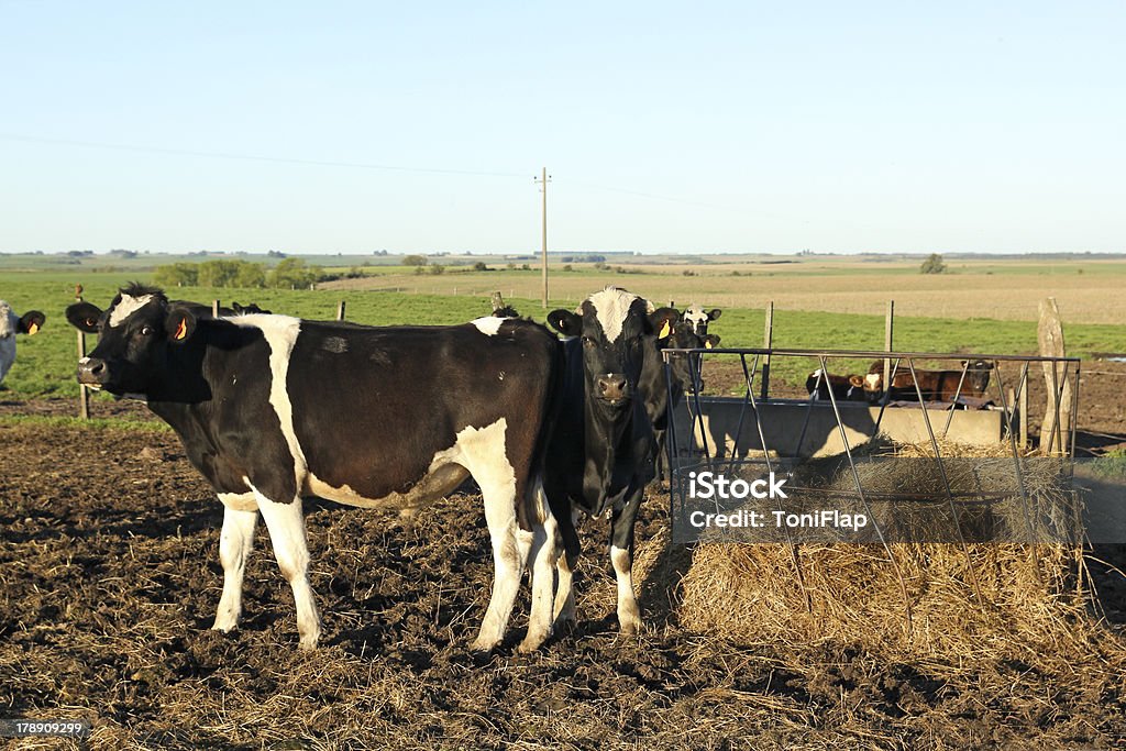 Mucche nel gruppo latino-americana Pampa. - Foto stock royalty-free di Agricoltura