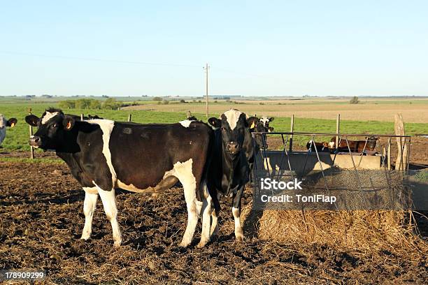Mucche Nel Gruppo Latinoamericana Pampa - Fotografie stock e altre immagini di Agricoltura - Agricoltura, Ambientazione esterna, America Latina