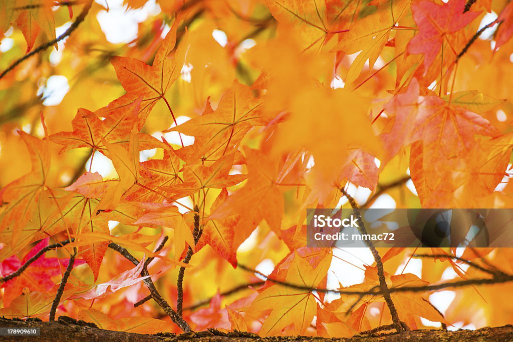 秋の落ち葉 - オレンジ色のロイヤリティフリーストックフォト