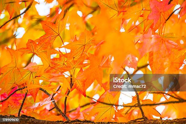 秋の落ち葉 - オレンジ色のストックフォトや画像を多数ご用意 - オレンジ色, カラー画像, ブナノキ