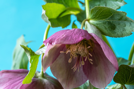 Close up of hellebore on a blue background. Spring flowers concept, full frame. Close up. Blur and selective focus