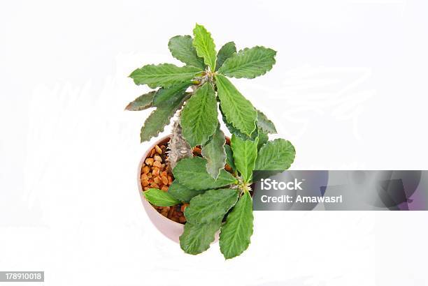 Cactus In A Pot Stock Photo - Download Image Now - Bristle - Animal Part, Cactus, Cut Out