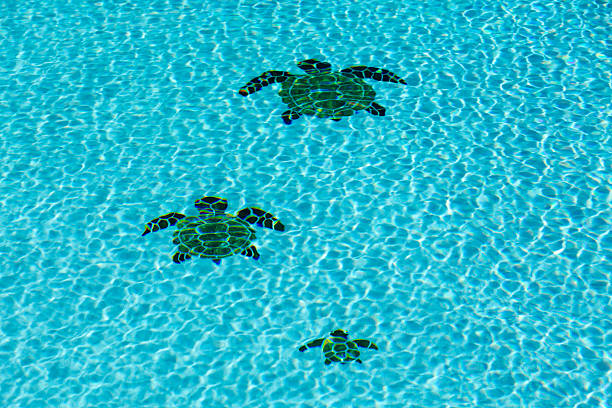 istock Three tiled turtles on bottom of swimming pool 178910155