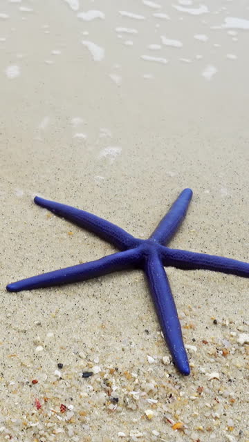 Blue starfish on sandy beach in waves