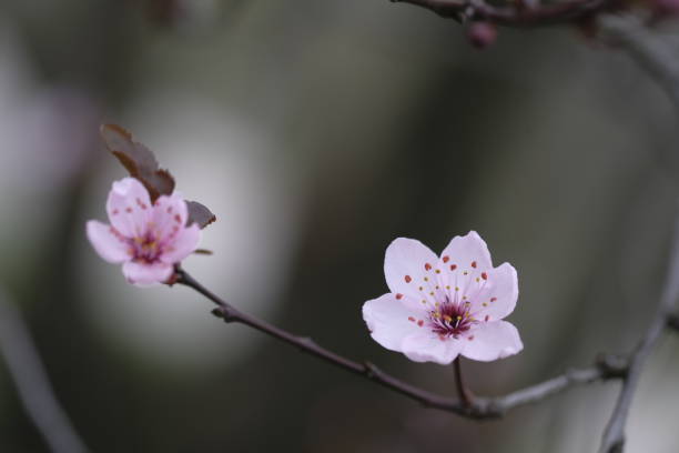 枝の端にピンクのリンゴの花。 ストックフォト
