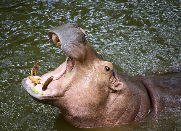 istock Hippo Hippopotamus open its mouth 178911161