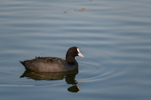 istock American Coot  (Fulica americana) swimming 1789117613