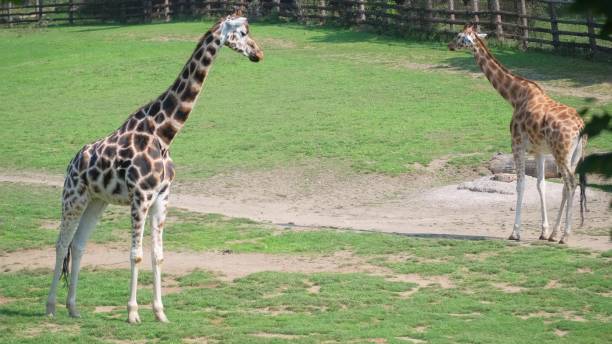 istock A young giraffe in the African savannah 1789122548