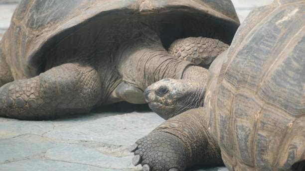 istock A giant gray Galapagos tortoise walking while standing on a tropical island 1789123081