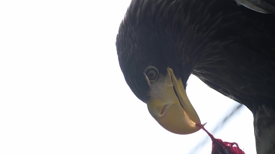 A great eagle eats its freshly caught prey, close-up.