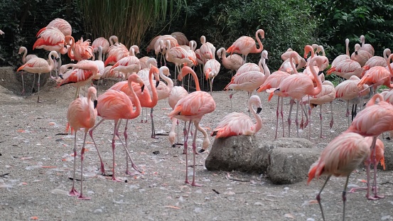 The Greater Flamingo is the most common and largest species of the flamingo family.