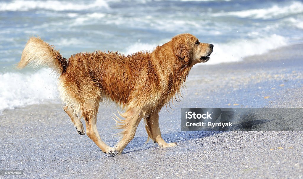 Young labrador dorado - Foto de stock de Actividad libre de derechos