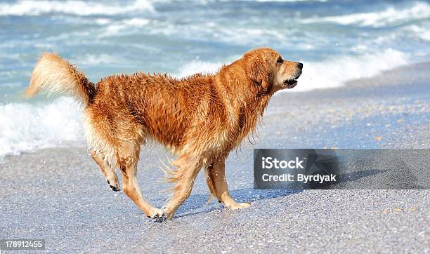 Young Labrador Dorado Foto de stock y más banco de imágenes de Actividad - Actividad, Agua, Aire libre