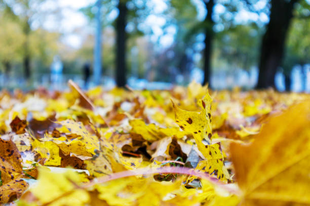 istock Yellow color autumn leaves on ground with green tree blurred background 1789124687