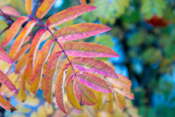 istock Close-up of a colorful tree leaf 1789125234