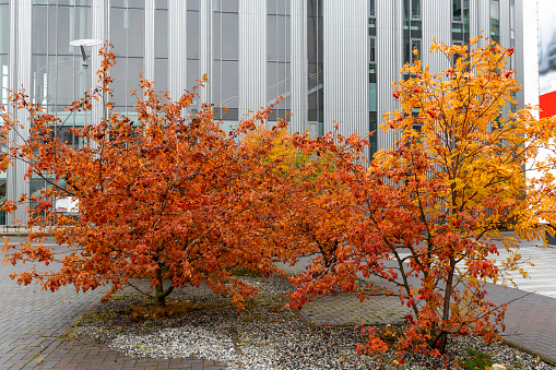 A crown of orange-colored trees in the city with a gray building in the background