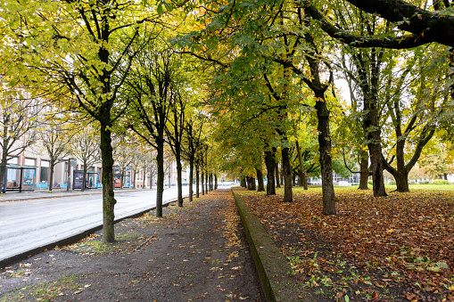 Alley of trees with pedestrian path and colorful leaves on an autumn day