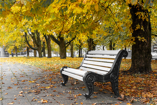 A wooden bench in a park with colorful autumn trees in the background