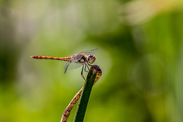 istock dragonfly in the garden 178912684