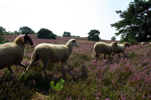 Sheep in a heathland area