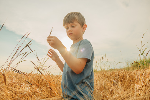 Little boy in blue shirt in yellow wheat field in summer time