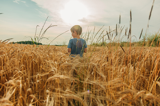 Little boy in blue shirt in yellow wheat field in summer time