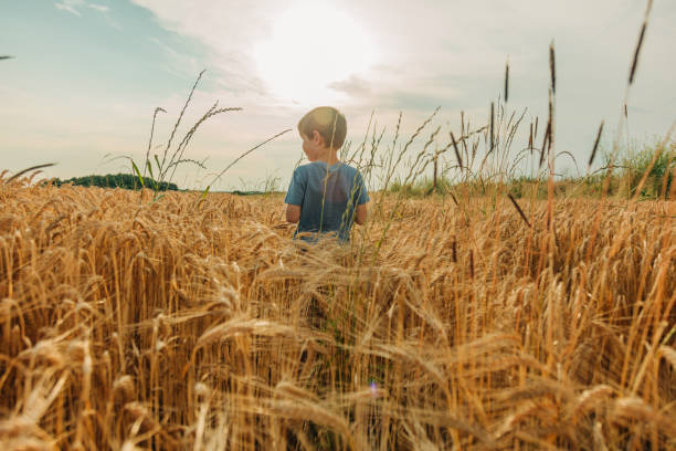 Little boy in blue shirt in yellow wheat field in summer time stock photo