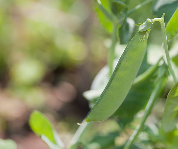 istock Growing mange tout peas 178913559