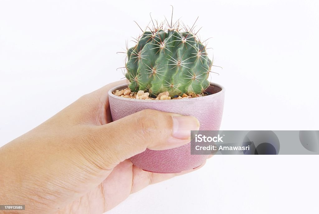 cactus en pot - Photo de Blanc libre de droits