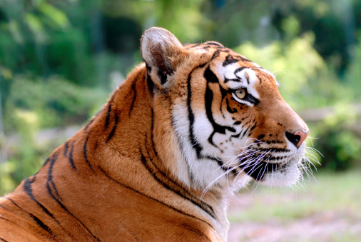 Profile portrait of tiger (Panthera tigris)