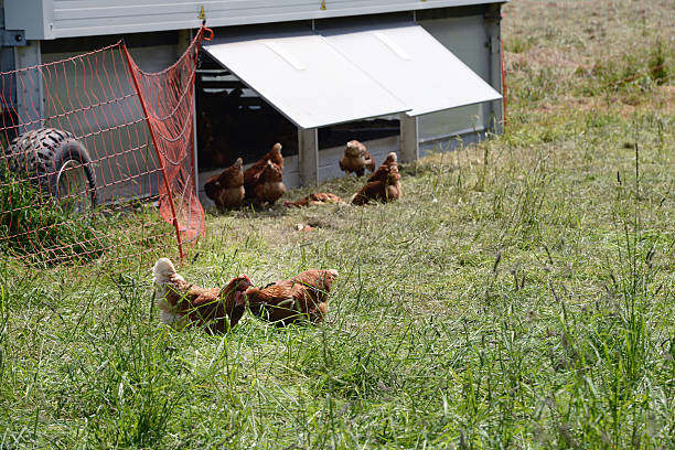 istock mobil chicken farm in meadow 178914106