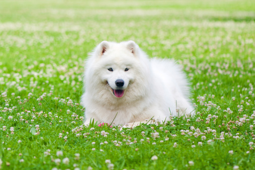 Cute samoyed dog outdoors in summer