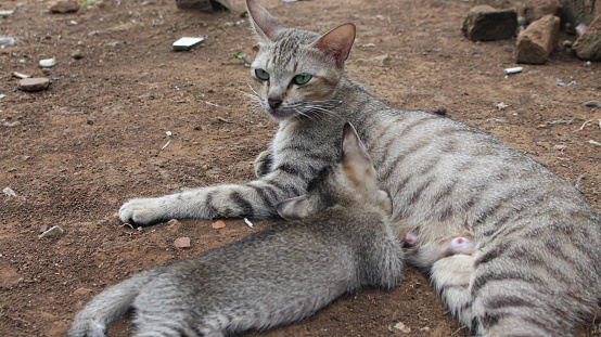 Mother cat is breastfeeding her kitten in the backyard.