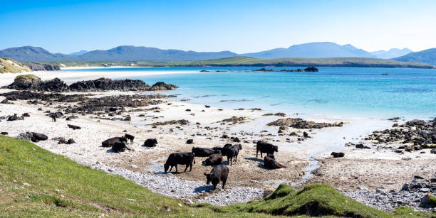 istock Cows in Balnakeil beach in Sutherland,  Scotland 1789149217