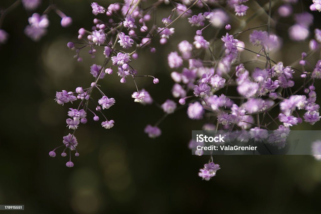 Délicates fleurs de Prairie Rue, Hewitt est Double. - Photo de Capitule libre de droits