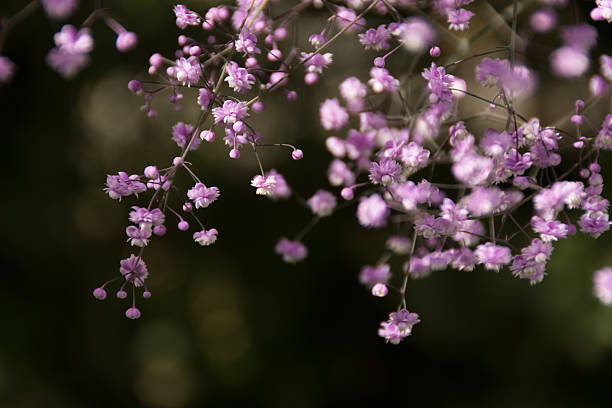 delicadas flores de talictro, hewitt's double. - thalictrum rochebrunianum - fotografias e filmes do acervo