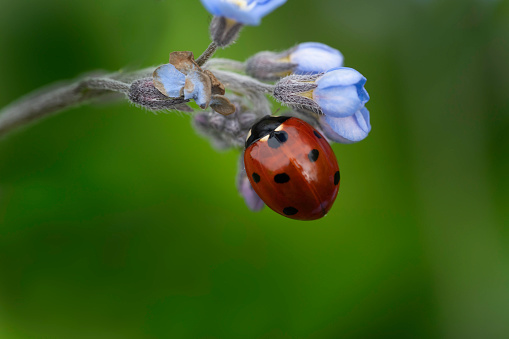 A macro image of a lady bug resting on a sunflower leaf in the morning sunlight.