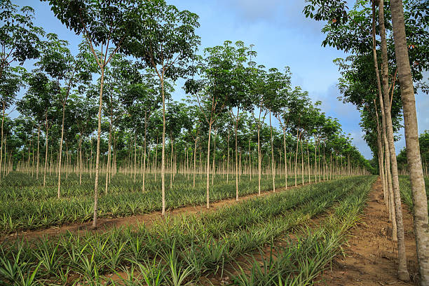 istock Pineapple and rubber tree plantation. Phuket, Thailand 178915974