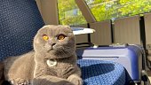 Scottish gray cat traveling by train. Animals travel