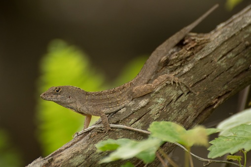 brown anole (Anolis sagrei) on the brunch. Tampa, Florida