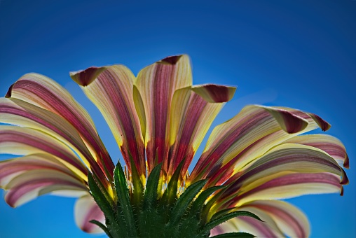 Underside of a Rose Striped Gazania Rigens on a Blue Background