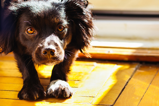 A small black dog looks closely at the camera lens