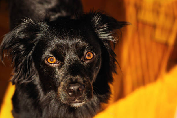 A smart black dog looks into the camera lens